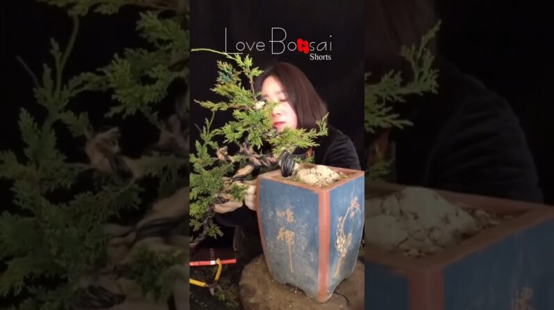 Artistic bonsai pruning techniques! #51 #lovebonsai #bonsai #bonsaiart #bonsaitree