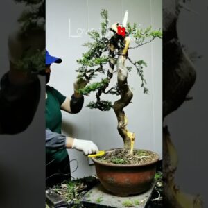 Artistic bonsai pruning techniques! #53 #lovebonsai #bonsai #bonsaiart #bonsaitree