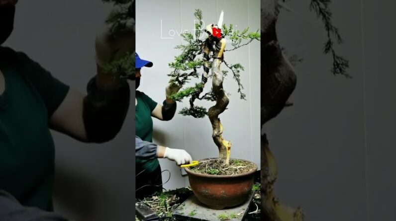 Artistic bonsai pruning techniques! #53 #lovebonsai #bonsai #bonsaiart #bonsaitree