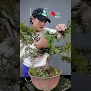 Artistic bonsai pruning techniques! #54 #lovebonsai #bonsai #bonsaiart #bonsaitree