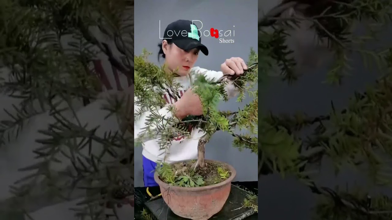 Artistic bonsai pruning techniques! #54 #lovebonsai #bonsai #bonsaiart #bonsaitree