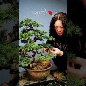 Artistic bonsai pruning techniques! #55 #lovebonsai #bonsai #bonsaiart #bonsaitree