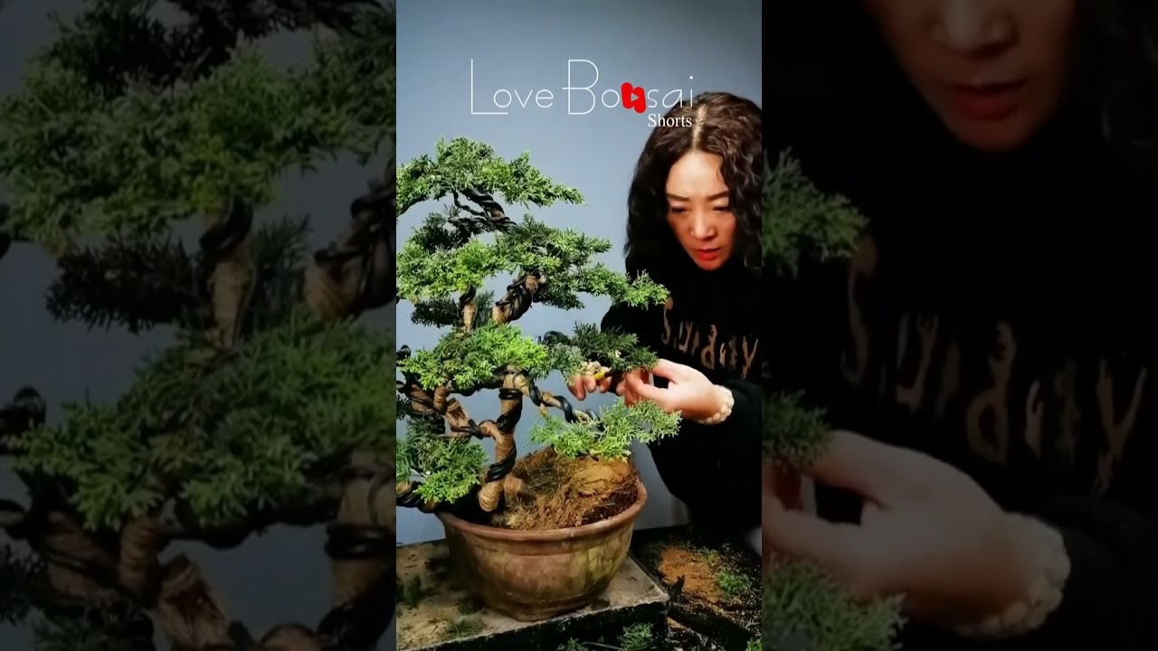 Artistic bonsai pruning techniques! #55 #lovebonsai #bonsai #bonsaiart #bonsaitree