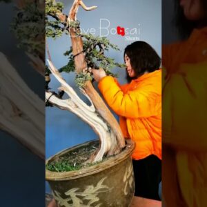 Artistic bonsai pruning techniques! #56 #lovebonsai #bonsai #bonsaiart #bonsaitree