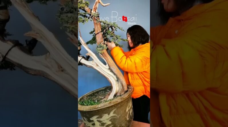 Artistic bonsai pruning techniques! #56 #lovebonsai #bonsai #bonsaiart #bonsaitree