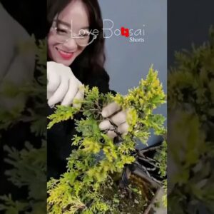 Artistic bonsai pruning techniques! #57 #lovebonsai #bonsai #bonsaiart #bonsaitree