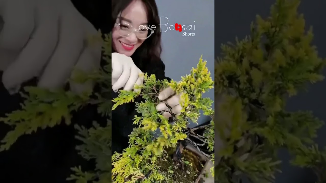 Artistic bonsai pruning techniques! #57 #lovebonsai #bonsai #bonsaiart #bonsaitree