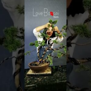 Artistic bonsai pruning techniques! #58 #lovebonsai #bonsai #bonsaiart #bonsaitree