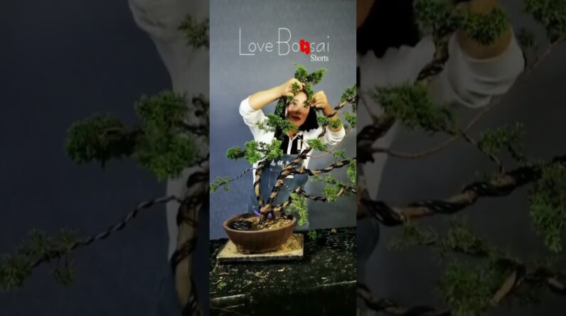 Artistic bonsai pruning techniques! #58 #lovebonsai #bonsai #bonsaiart #bonsaitree