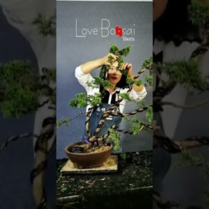 Artistic bonsai pruning techniques! #58 #lovebonsai #bonsai #bonsaiart #bonsaitree