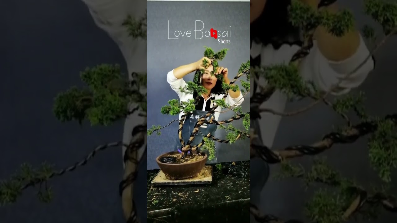 Artistic bonsai pruning techniques! #58 #lovebonsai #bonsai #bonsaiart #bonsaitree