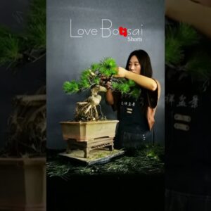 Artistic bonsai pruning techniques! #59 #lovebonsai #bonsai #bonsaiart #bonsaitree