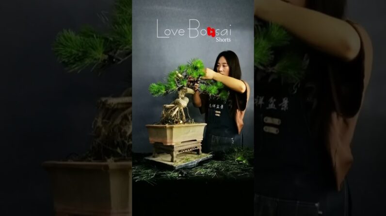 Artistic bonsai pruning techniques! #59 #lovebonsai #bonsai #bonsaiart #bonsaitree