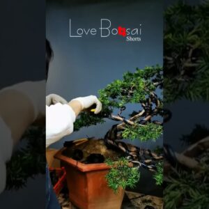 Artistic bonsai pruning techniques! #60 #lovebonsai #bonsai #bonsaiart #bonsaitree