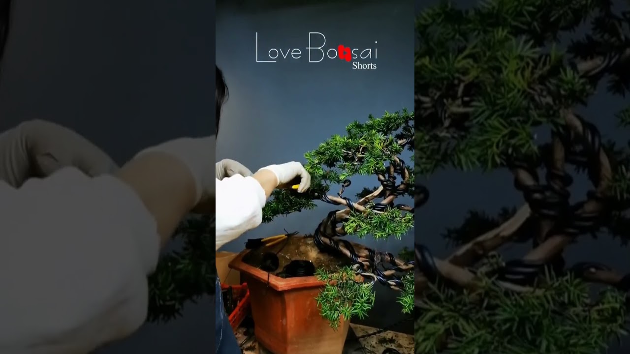 Artistic bonsai pruning techniques! #60 #lovebonsai #bonsai #bonsaiart #bonsaitree