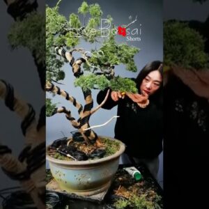 Artistic bonsai pruning techniques! #61 #lovebonsai #bonsai #bonsaiart #bonsaitree