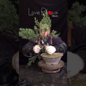 Artistic bonsai pruning techniques! #62 #lovebonsai #bonsai #bonsaiart #bonsaitree