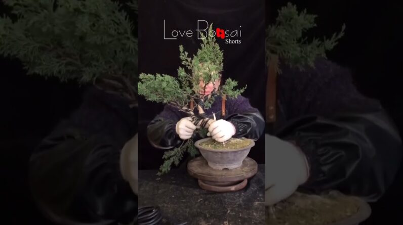 Artistic bonsai pruning techniques! #62 #lovebonsai #bonsai #bonsaiart #bonsaitree