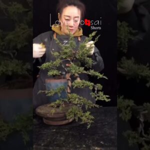 Artistic bonsai pruning techniques! #63 #lovebonsai #bonsai #bonsaiart #bonsaitree