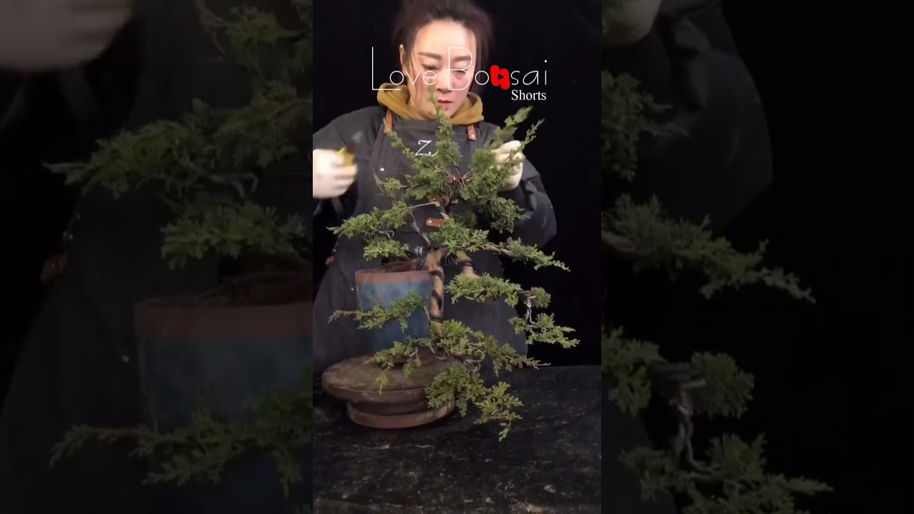 Artistic bonsai pruning techniques! #63 #lovebonsai #bonsai #bonsaiart #bonsaitree