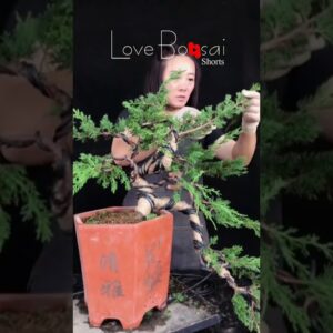 Artistic bonsai pruning techniques! #64 #lovebonsai #bonsai #bonsaiart #bonsaitree