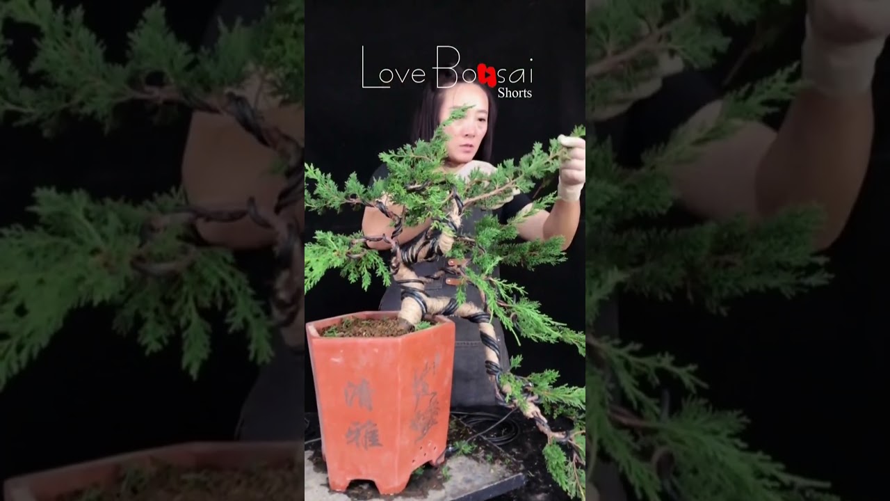 Artistic bonsai pruning techniques! #64 #lovebonsai #bonsai #bonsaiart #bonsaitree