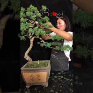 Artistic bonsai pruning techniques! #65 #lovebonsai #bonsai #bonsaiart #bonsaitree