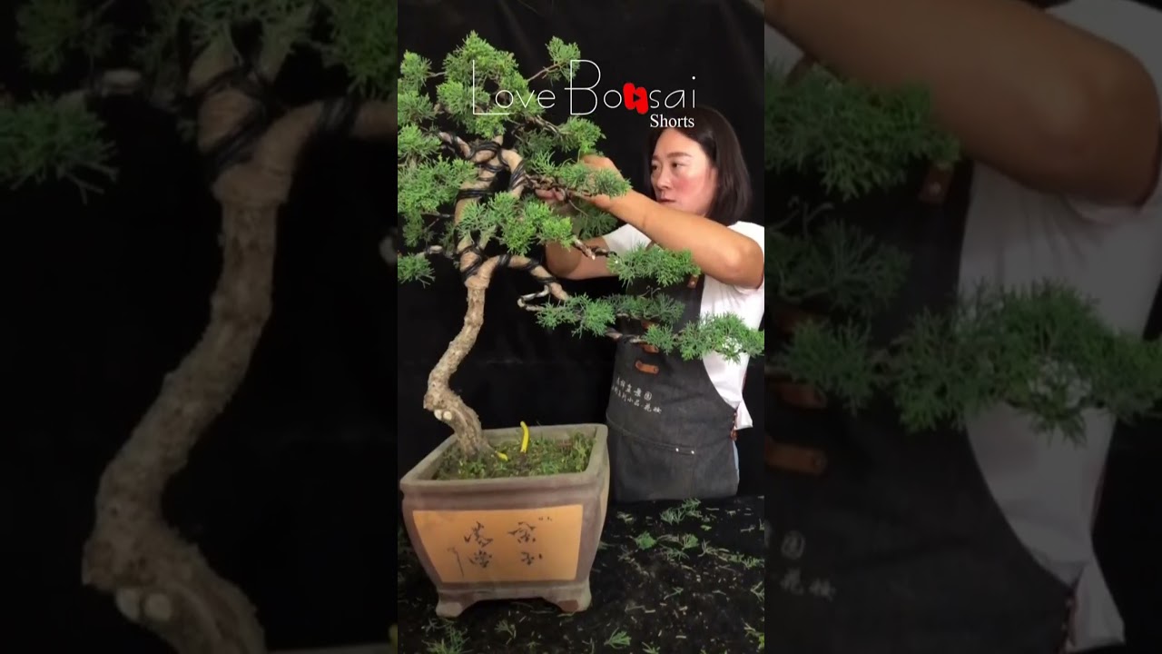 Artistic bonsai pruning techniques! #65 #lovebonsai #bonsai #bonsaiart #bonsaitree