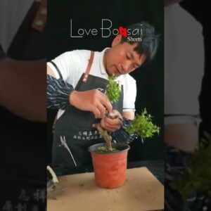 Artistic bonsai pruning techniques! #66 #lovebonsai #bonsai #bonsaiart #bonsaitree