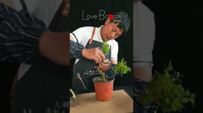 Artistic bonsai pruning techniques! #66 #lovebonsai #bonsai #bonsaiart #bonsaitree