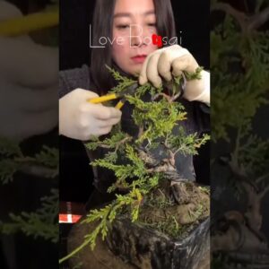 Artistic bonsai pruning techniques! #67 #lovebonsai #bonsai #bonsaiart #bonsaitree