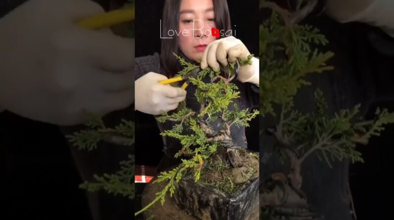 Artistic bonsai pruning techniques! #67 #lovebonsai #bonsai #bonsaiart #bonsaitree