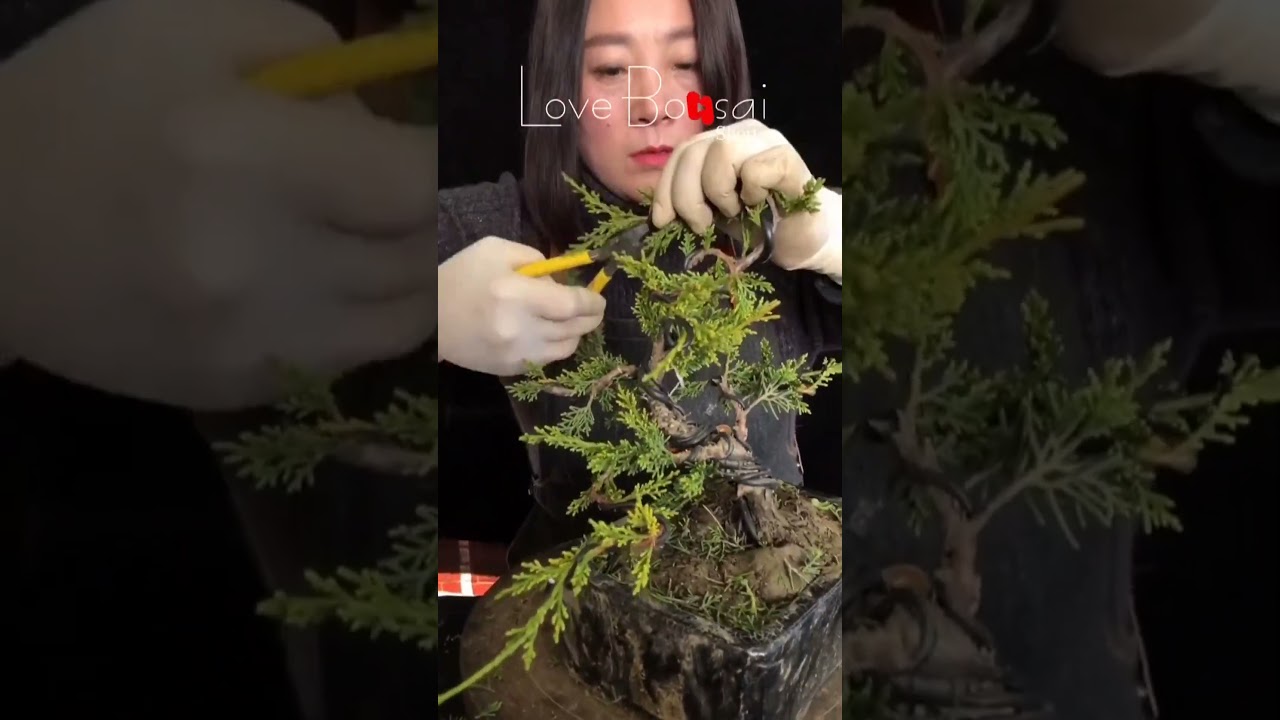 Artistic bonsai pruning techniques! #67 #lovebonsai #bonsai #bonsaiart #bonsaitree