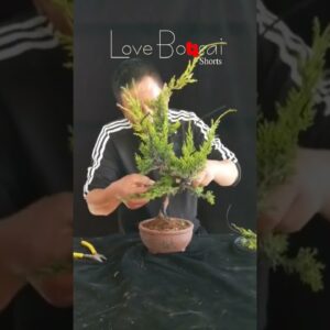 Artistic bonsai pruning techniques! #68 #lovebonsai #bonsai #bonsaiart #bonsaitree