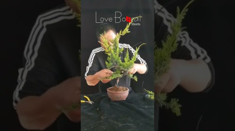 Artistic bonsai pruning techniques! #68 #lovebonsai #bonsai #bonsaiart #bonsaitree