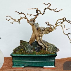 Increasing The Value Of Bonsai Tree| Fukien Tea Bonsai