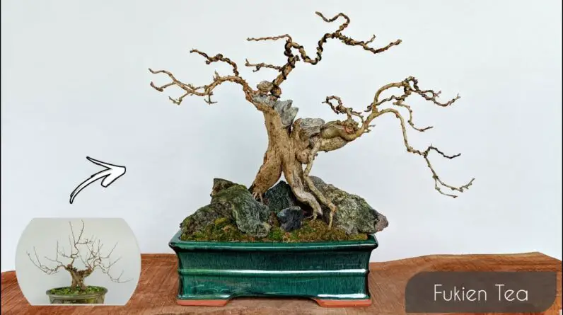 Increasing The Value Of Bonsai Tree| Fukien Tea Bonsai