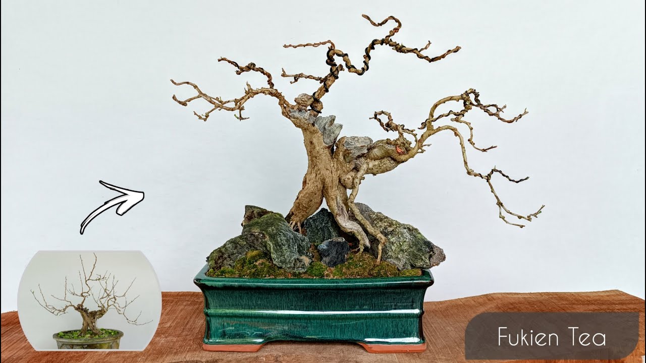 Increasing The Value Of Bonsai Tree| Fukien Tea Bonsai