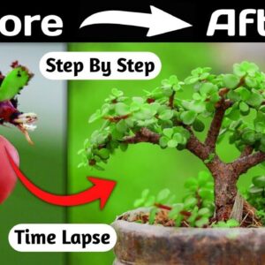 Jade Bonsai Making From Small Brach Cutting Timelapse