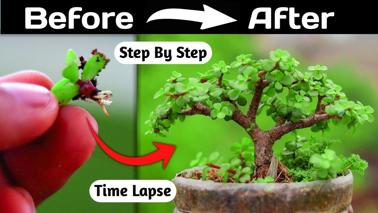 Jade Bonsai Making From Small Brach Cutting Timelapse