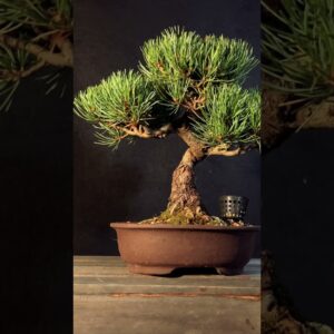 Japanese White Pine Bonsai #pinebonsai #pinebonsai #bonsai