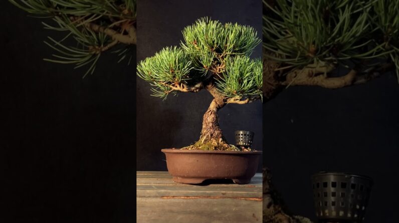 Japanese White Pine Bonsai #pinebonsai #pinebonsai #bonsai