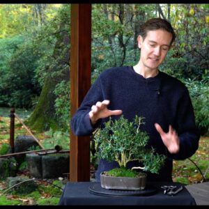 Making a Buxus Bonsai - Part II