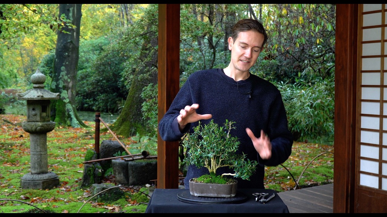 Making a Buxus Bonsai - Part II