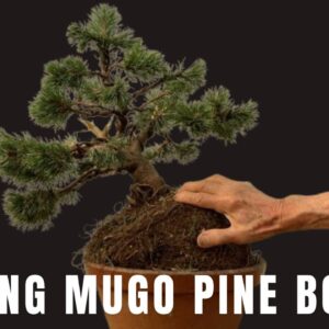 Making Mugo Pine Bonsai