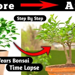 Mastering The Art Of Lemon Bonsai A Visual Guide