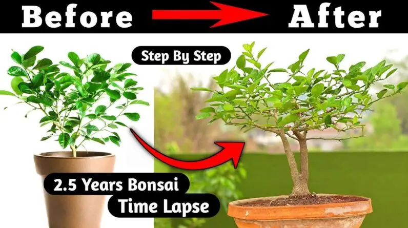 Mastering The Art Of Lemon Bonsai A Visual Guide