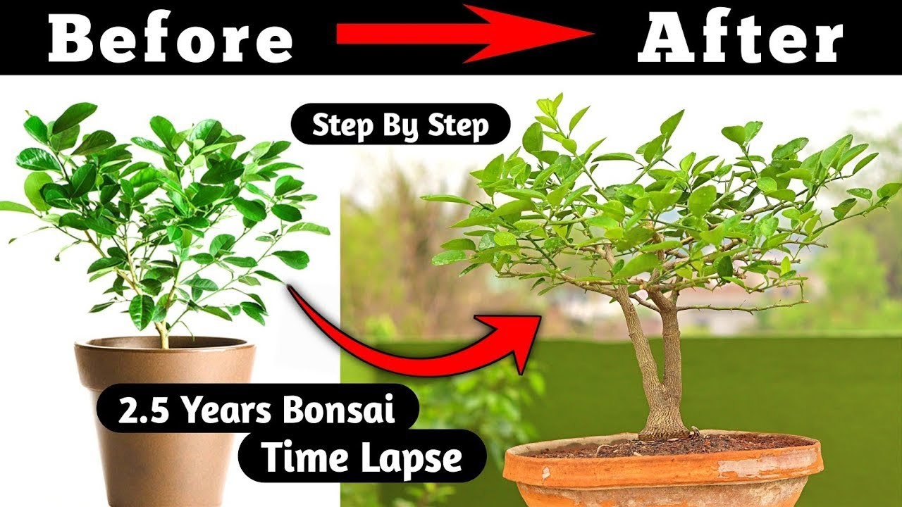 Mastering The Art Of Lemon Bonsai A Visual Guide