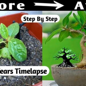 Mini Bonsai Grow Before Your Eyes In This Time-lapse Video