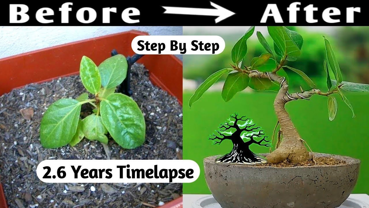 Mini Bonsai Grow Before Your Eyes In This Time-lapse Video